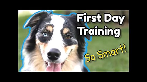 How to Train New Australian Shepherd! | First Lesson Amazing Results! | Obedience Training Aussie