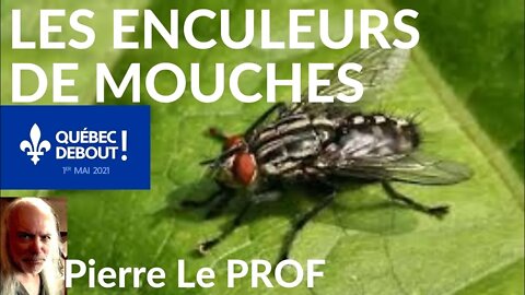 Pierre le prof - LES ENCULEURS DE MOUCHES (v. # 47)