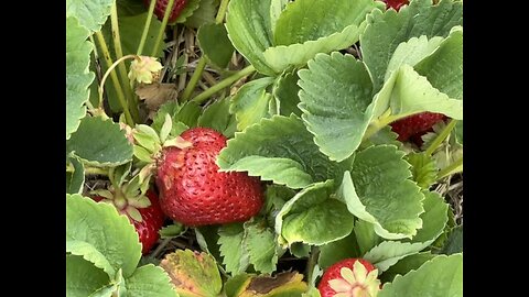 Strawberry farm