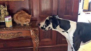 Chatty Cat Doesn't Want To Share Catnip Treats With Talkative Great Danes