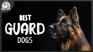 Best Home Guard Dogs