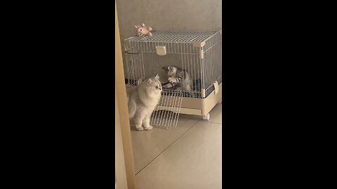 Cute and funny cats 🐈🤣