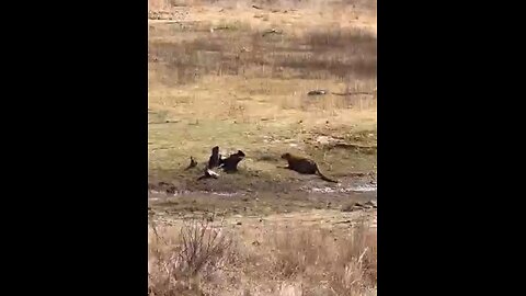 Leopard Takes Down Wildebeest
