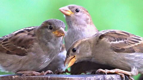 Another Sparrow Female Feeding Frenzy, No Males are Permitted to Feed