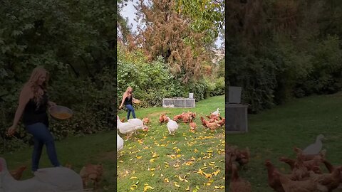 A treat for the girls ♥️ #chickens #farmgirl #treats #homesteader #homesteading #farmanimals