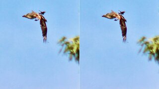 Hawk Gets Dive-bombed By Much Smaller Bird