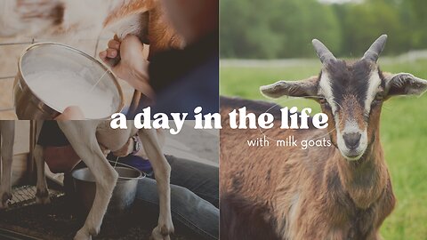 A day in the life with Milk Goats