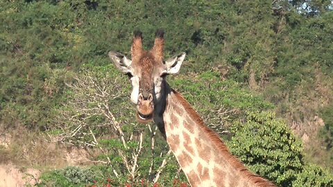 3 minutes of Giraffes eating