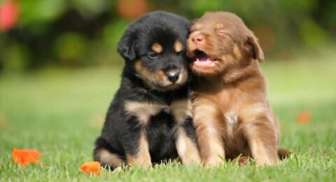 #babydog,#cutepuppies,#dog,#dogs