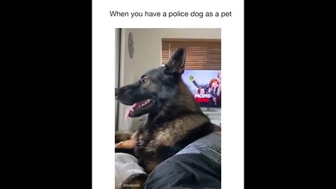 Police Dog At Home As A Pet.