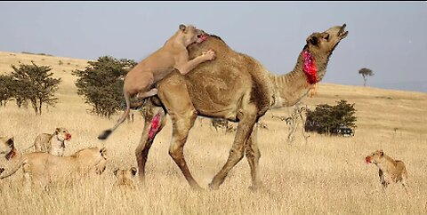 Lion Vs Camel Biggest Fight Caught On Camera | The Lions Made A Mistake By Messing With The Camel