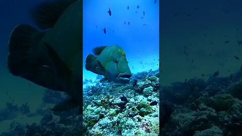 Amazing Underwater World of the Red Sea #4k #relaxing #nature #music #viral #4kvideo