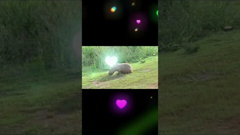 Capybara, video,#shorts,#Capybaravideo,#herbivorous,#animallover,#animal,#capybaras,#Capybarasleep
