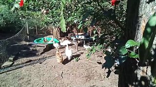 Indian runner ducks having a swim and clean after being locked up . ( Video 2 ) 27th September