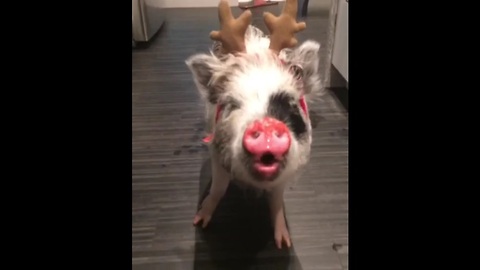 Mini pig dresses up as reindeer for Christmas