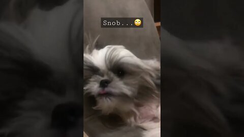 My Snob Shih Tzu Puppy | Snob Shih Tzu Dog 🐾🐶🙄