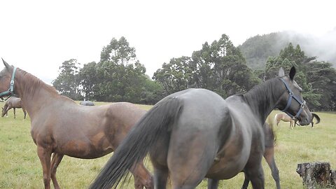 Beautiful Horses of New Zealand