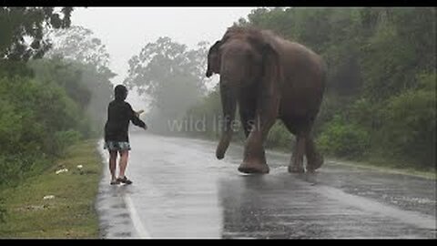 fearless woman #wildelephant #attack