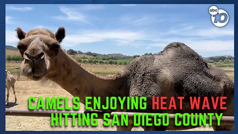 Camels in Ramona enjoying the heat wave