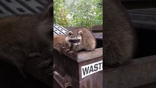 Raccoons stuck inside garbage bin!