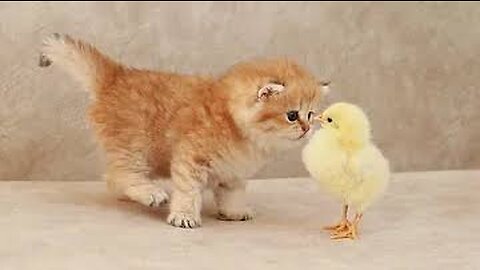 Funny there is a cute cat and a very funny chick...