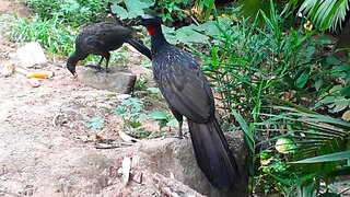 Jacu em busca de aventura Jacuaçu, jacuguaçu, guans