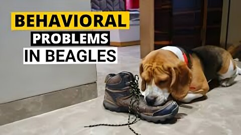 7 Common Behavioral Problems in Beagles and How to Deal with them