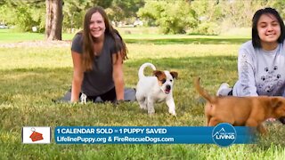1 Calendar = 1 Puppy Saved // Lifeline Puppy Rescue