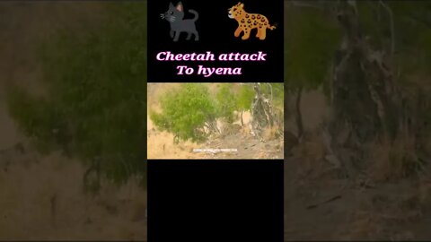 Cheetah attack to Hyena 2022 🐈‍⬛#youtubeshorts #shorts #shortvideo