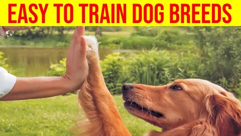 10 Dog Breeds That Are Easy to Train