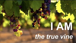 Sermon - I am the true vine