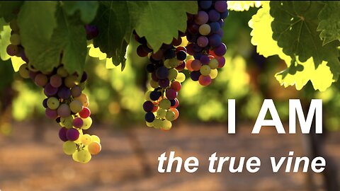 Sermon - I am the true vine