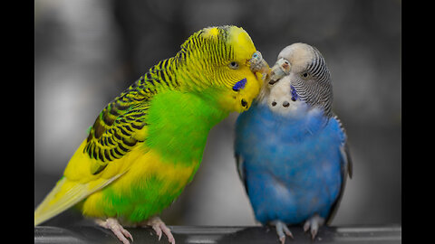 HOW TO BREED BUDGIES - 10 STEPS FOR SUCCESSFUL BREEDING