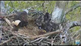 Hays Eagles Dad digs up flys away with fur 2020 04 29 11 46 25 428