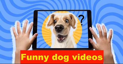 Funny dog videos.