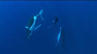 Documentary Nature Educational: Ocean Quest. Whales Sharks