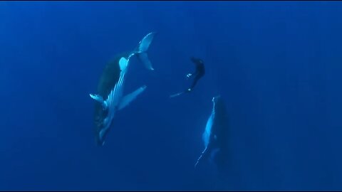 Documentary Nature Educational: Ocean Quest. Whales Sharks