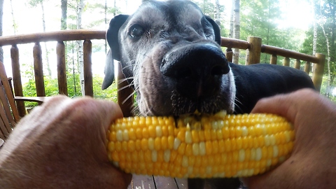 Old Great Dane eats corn on the cob like a pro