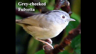 Grey-cheeked Fulvetta bird video