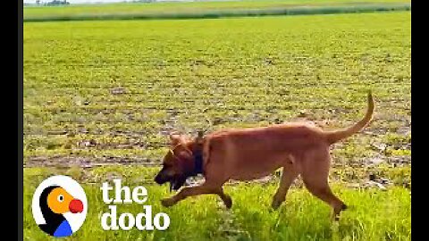Can This Dog Find One Hundred Dollars Hidden On A Farm? | The Dodo