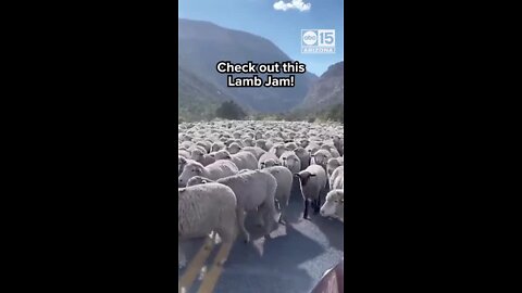 Large herd of sheep causes traffic jam in Utah
