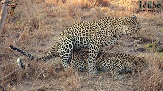 WILDlife: Leopard Reproduction Techniques