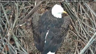 Hays Eagles Nest Egg Laying Posture Egg 2 2 15 2018