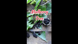 My Mulberry Tree