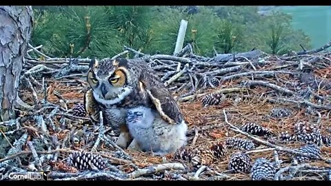 Dinnertime At The Nest 🦉 3/8/22 17:11