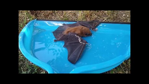 Little Bat gets a SECOND Chance