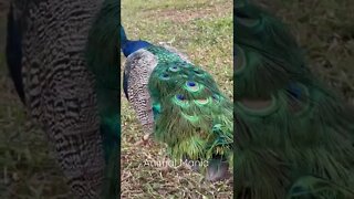 Pavão, Zoológico de Brasília