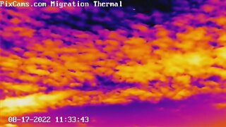 Hawks captured on the thermal migration camera 8/17/2022