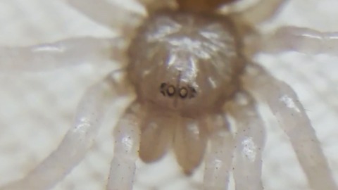 Up-close footage of newborn tarantula hatchlings!