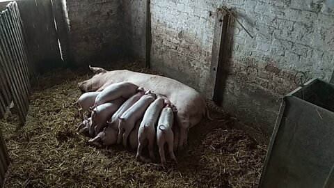 Mum feeding little pigs | Sucking Little piglets | Pig - Cute Animal video